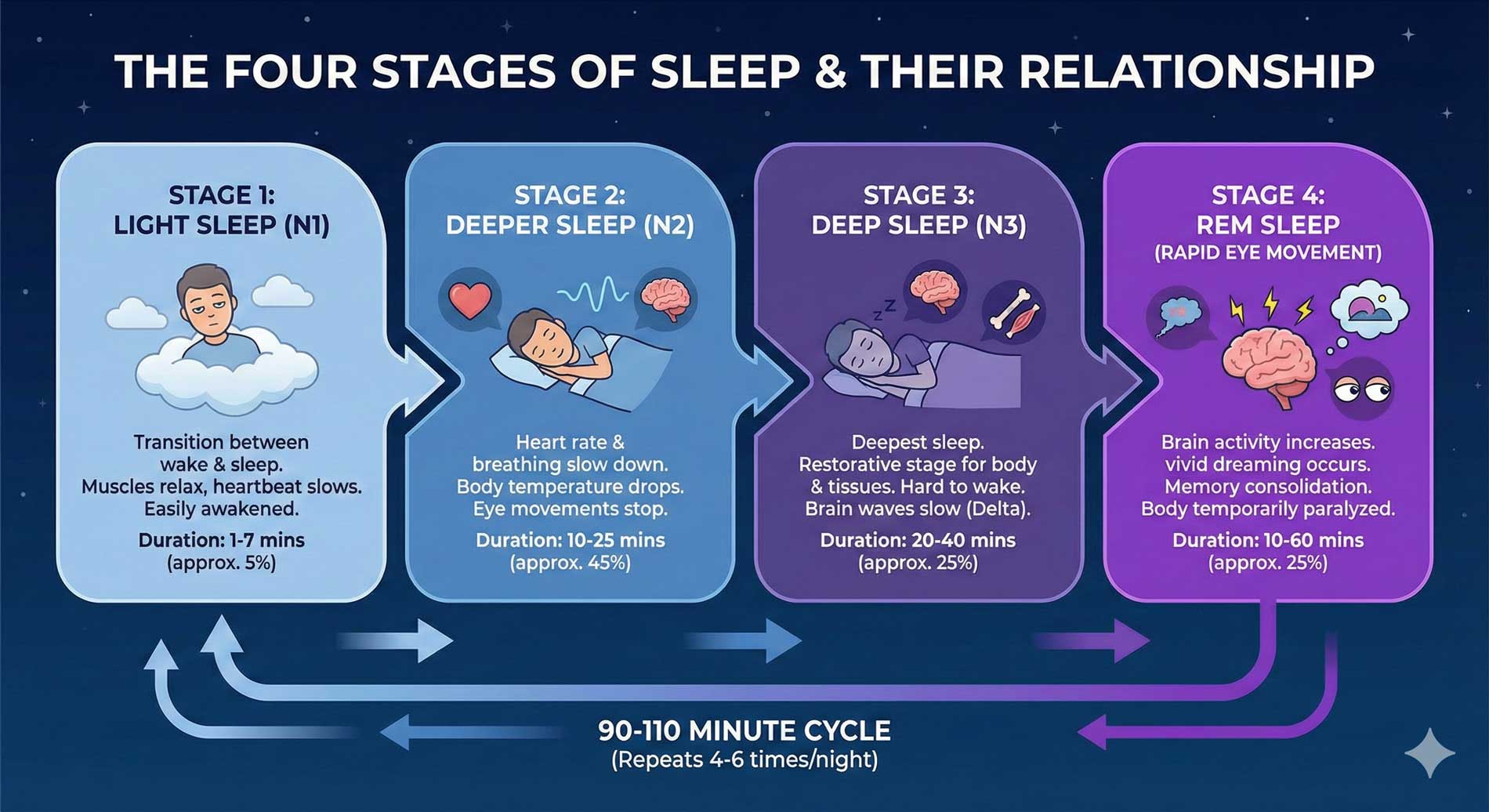 Sleep cycles and circadian rhythm infographic